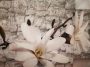 fehér Vanília virág kép