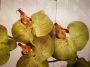 Zöld orchidea négy részes virágos kép falra