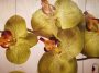 Zöld orchidea négy részes virágos kép falra